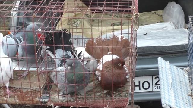 Сельские голуби. 21.12. 2022 года, часть 2 Ярмарка голубей и домашних животных, город Ипатово. смотреть онлайн