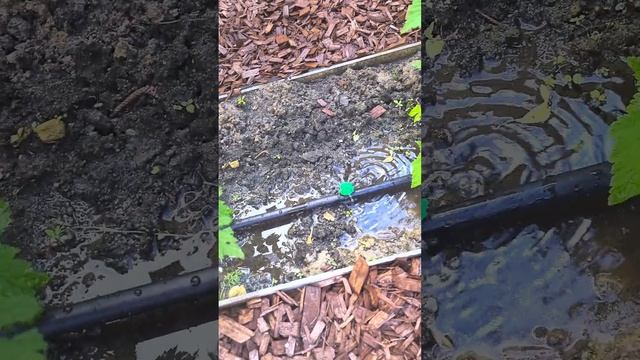 Капельный полив Казань т. 89046746666