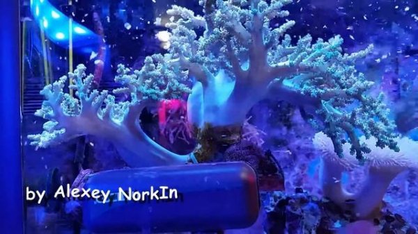 раскормленный Salarias fasciatus