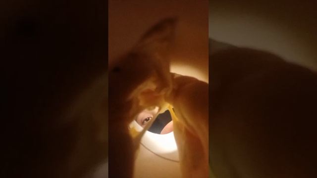 Быстрая чистка ушек🤤 #асмр #asmr