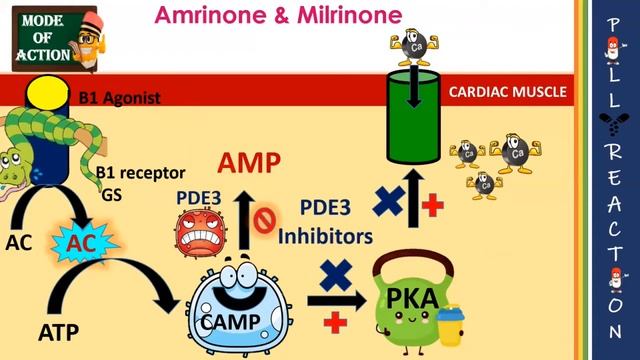 PDE-3 Inhibitors MOA| Cardiotonic| Inhibits Platelet Aggregation| Adverse effects смотреть онлайн