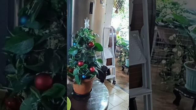 Новогодняя Ёлка цветовода Рождественское дерево смотреть онлайн