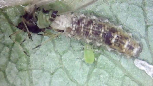 A hoverfly larva is sucking the juices out of a winged-aphid смотреть онлайн