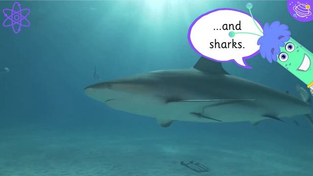 Ocean Habitats | Science For Kids Year 2 | STEM Home Learning смотреть онлайн