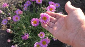 Астра Альпийская Розовая многолетняя зацвела 19 июня на второй год