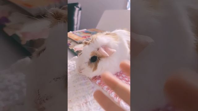 морская свинка❤❤❤ смотреть онлайн