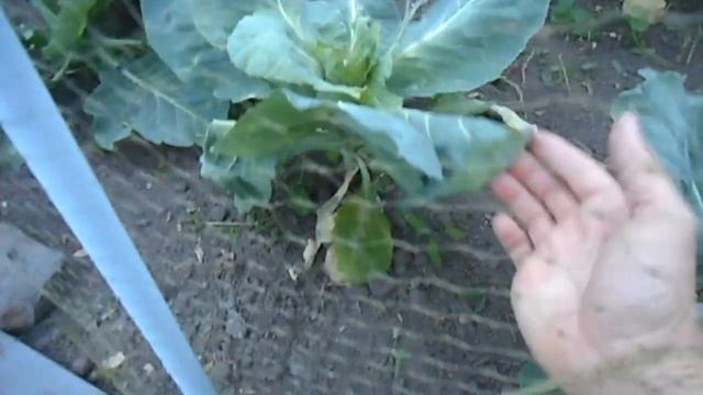 Allotment Garden 2017 #13 - Night time ramble around the plot смотреть онлайн