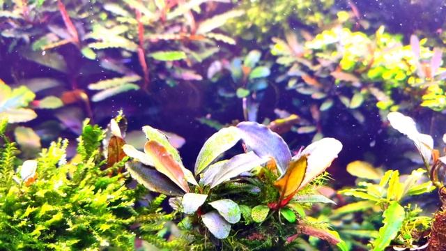 Аквариум❤😁Медленный травник🌿 С креветками смотреть онлайн