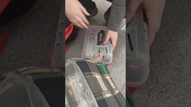 Бельчата в приют. 🤗 Внезапно, от "Белкоспаса". 😳 #squirrel #бельчата #funnypets #волонтерство смотреть онлайн