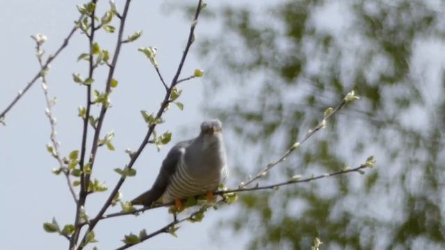 Обыкновенная кукушка - Cuculus canorus - Common cuckoo смотреть онлайн
