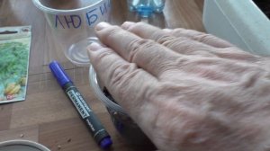 Выращивание любистока из семян, практический опыт.