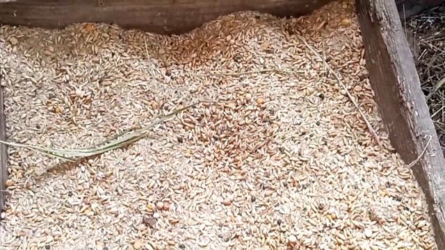 13.03.2021 Знакомство с петухом смотреть онлайн