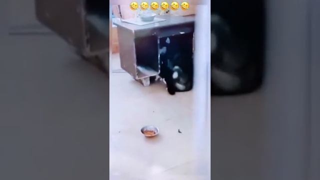 Коты против собак!!! Смех))) смотреть онлайн