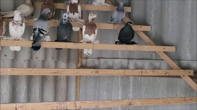 Сельские голуби. 1.12.2022 года. Город Моздок в гостях у Александра. смотреть онлайн