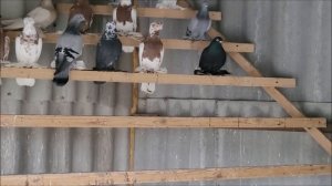 Сельские голуби. 1.12.2022 года. Город Моздок в гостях у Александра.