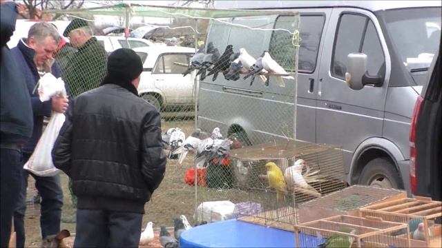 26 02 2023 года, часть 3 г Кропоткин ярмарка голубей декоративных птиц. смотреть онлайн