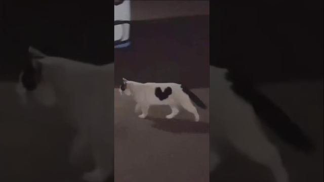 Cute cats 😻 смотреть онлайн
