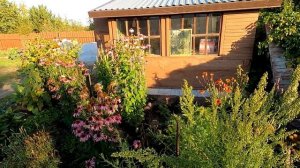 Загадочная история с многоколосником, лофантом и мятой.