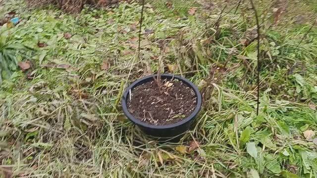 Укрываю розы. Как планирую сохранить метельчатые гортензии в кашпо? смотреть онлайн