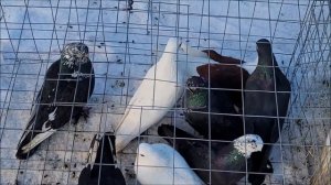 Сельские голуби. 30 01 2022 года 2 часть птичий рынок г Кропоткин ярмарка голубей декоративных птиц.