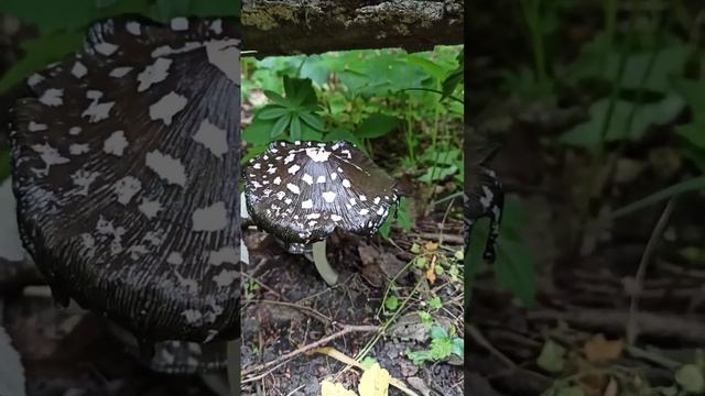 Народный рецепт #грибнойсезон #mushroom #грибы #вишневский смотреть онлайн