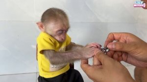 Monkey Lily fell asleep while dad was doing her nails