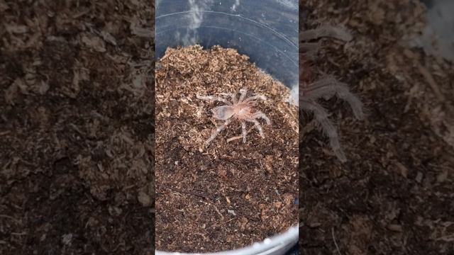 #Acanthoscurriageniculata#паукптицеед#пауки#паук#федя2месяца смотреть онлайн
