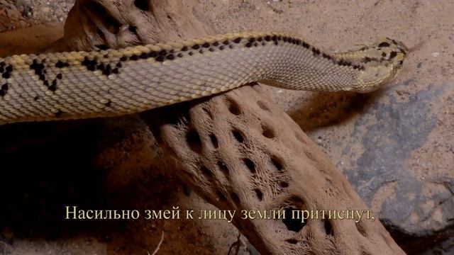 Руми - Путь Любви - смотреть онлайн