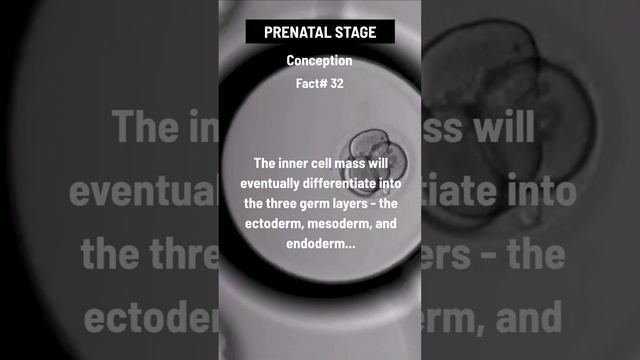 Ectoderm, mesoderm, and endoderm 👇👇👇 смотреть онлайн
