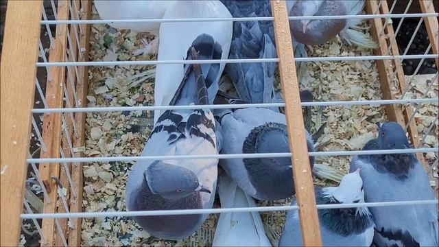 Сельские голуби. 28 11 2021г часть 2 г Кропоткин ярмарка голубей декоративных птиц. смотреть онлайн