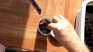 Сею шиповник семенами