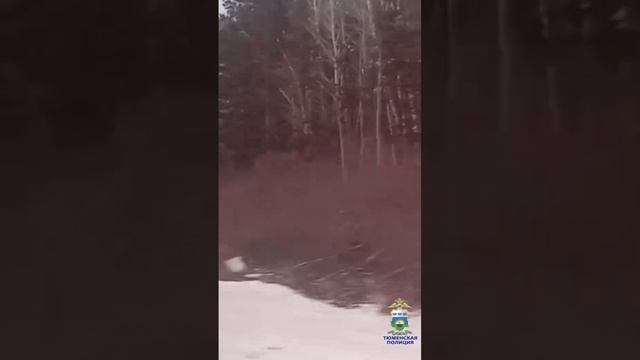 #shorts Оперативники УНК задержали тюменца, подозреваемого в попытке распространения наркотиков смотреть онлайн