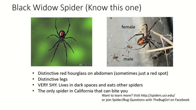 Gould's Bio, Animal Diversity Pt 3-Nematoda, Arthropoda, and Echinodermata смотреть онлайн