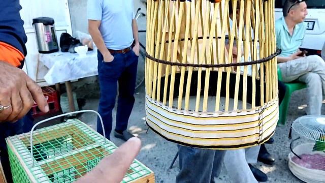 Buxoro Bedana Toʻti Akvarunda Boqilagan Baliqlar Narxlari