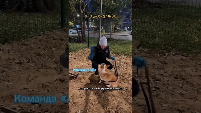 14/30 #кинолог #дрессировка #висмут #корги #вельшкоргипемброк смотреть онлайн