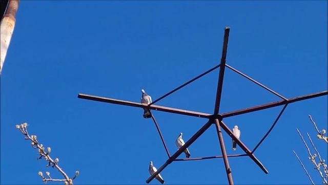 Обзор моих голубей, копа проверка. смотреть онлайн