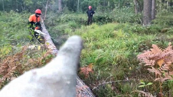 Валка леса /// Новая делянка ///