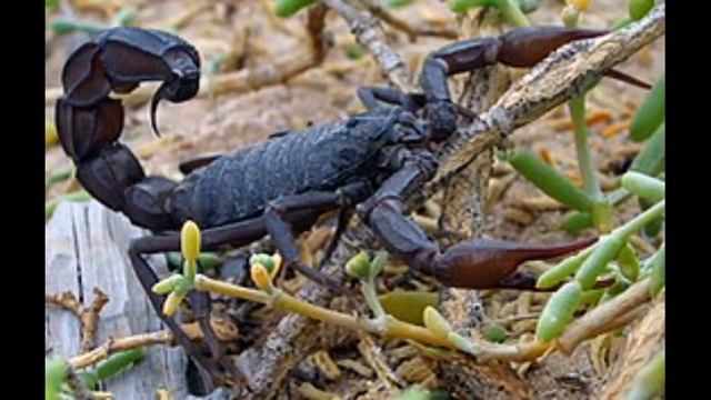 Биология с нуля. Паукообразные. смотреть онлайн