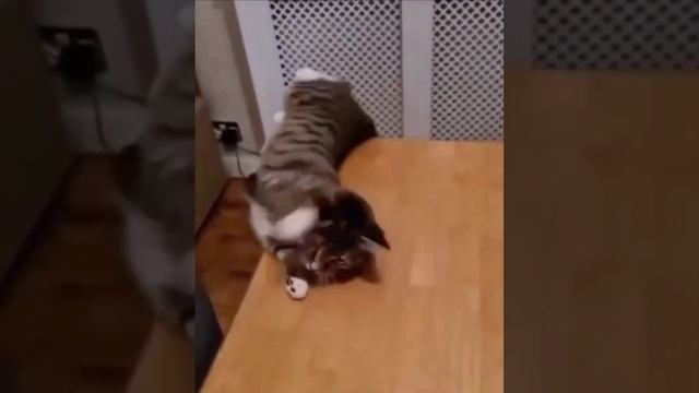 Cute cats 😻 смотреть онлайн
