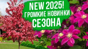 NEW 2025! Новинки клематисов. Новинки декоративных кустарников и деревьев.