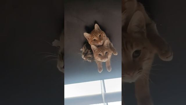 Cute cats 😻 смотреть онлайн
