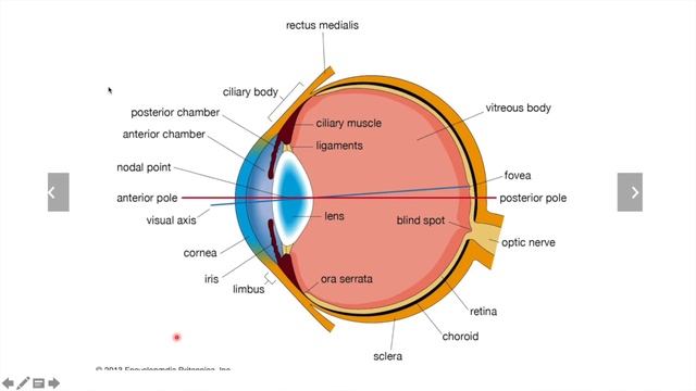 Anatomy Physiology & Neuroscince of The Eyes HD 720p смотреть онлайн