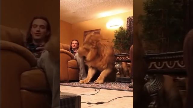 Cute cats 😻 смотреть онлайн