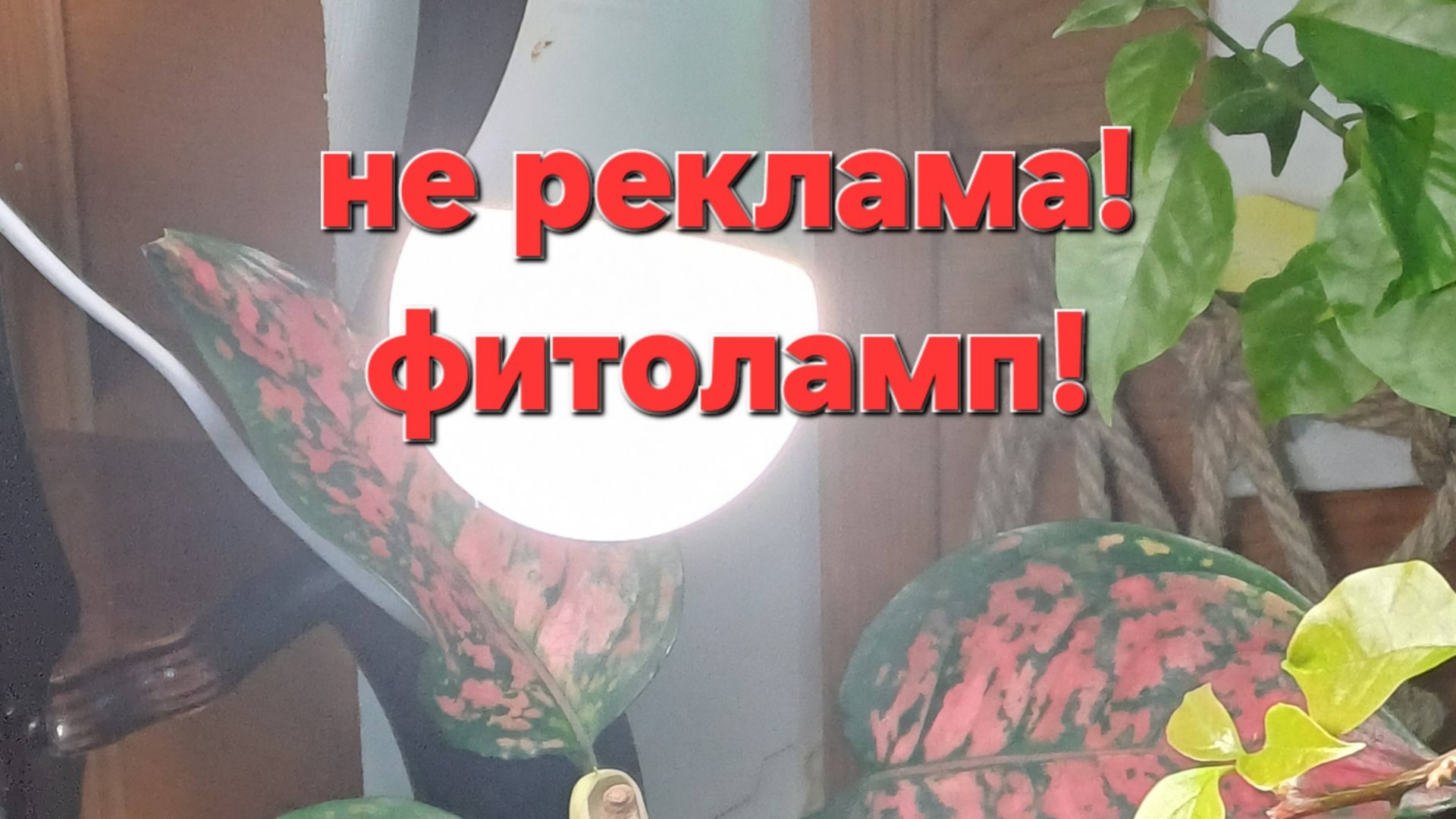 Досветка растений. Какие лампы я использую для растений. смотреть онлайн