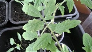 Желтые пятнышки на листьях рассады помидоров, что это такое?