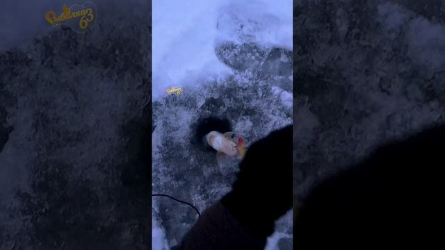 Судак по первому льду на VIB смотреть онлайн