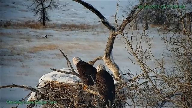 Standley Lake eagles CO 02 25 21 815am F420 & Dad spending time working on nest this morning смотреть онлайн