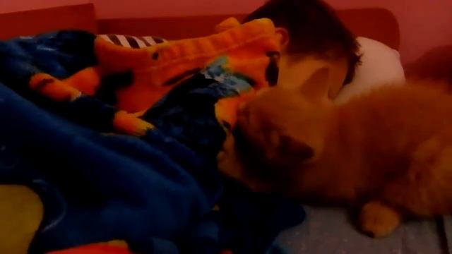 Кот пришел будить хозяина и увлекся совершенно другим смотреть онлайн