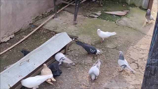 Тренировка. Артём у деда в гостях. смотреть онлайн