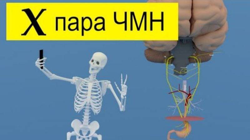 Блуждающий нерв за 2 минуты | Путь от мозга (схематично) | Medanatfarm смотреть онлайн